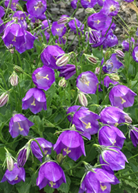 Campanula x pulloides 'Jelly Bells'